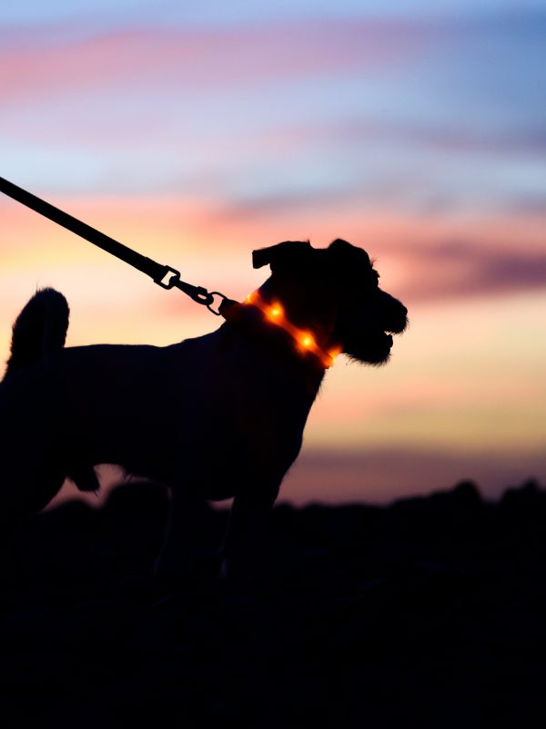 Illuminate your night time dog walks with eye-catching light up dog collars.