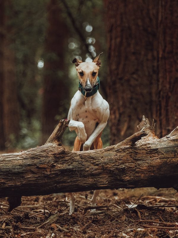 The best dog collar trackers for adventurous pups.