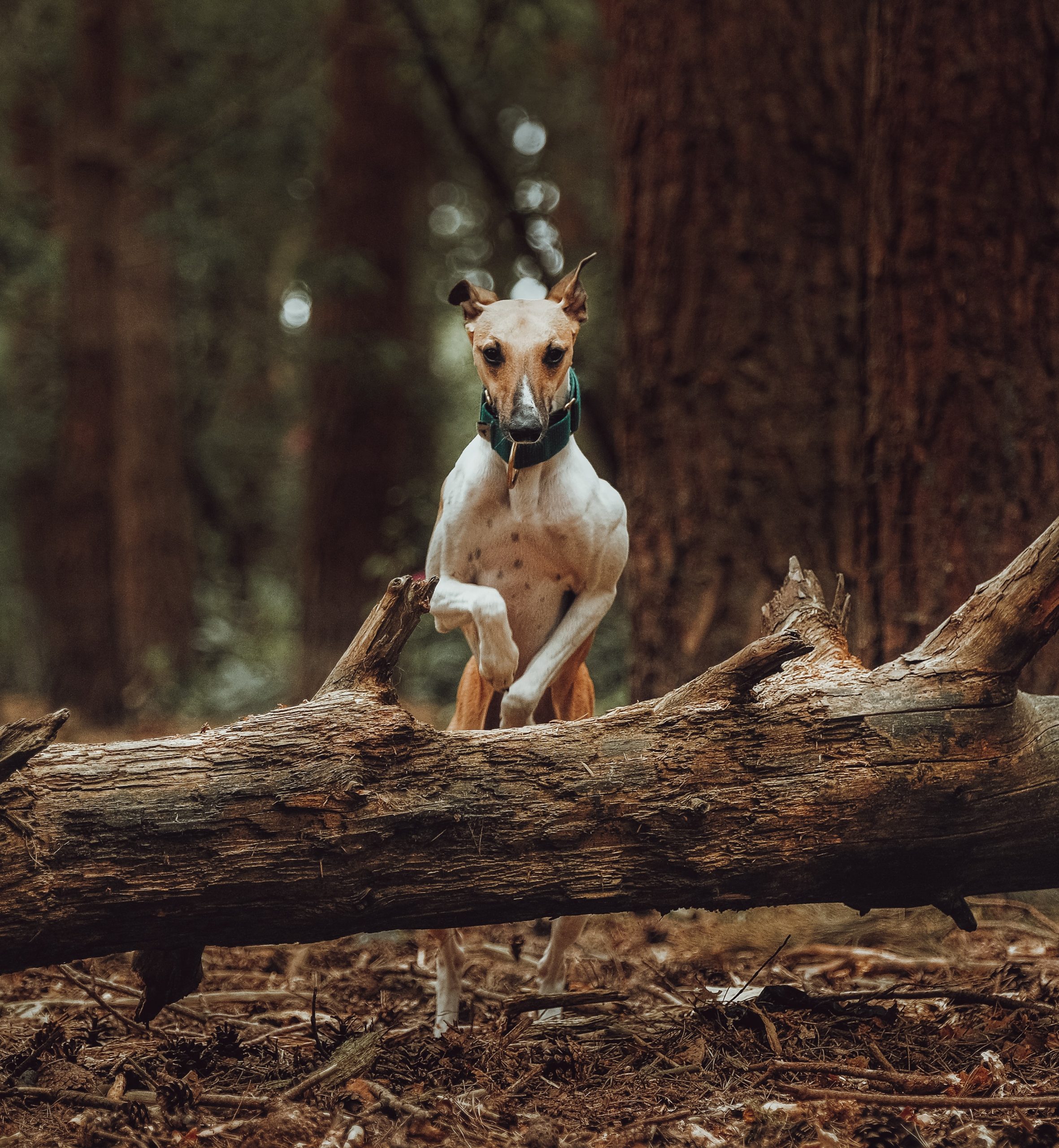 The best dog collar trackers for adventurous pups.