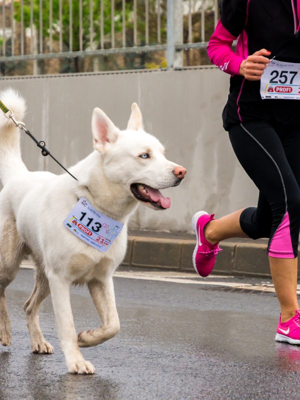 Fantastic hands-free dog leads for running with your pooch.