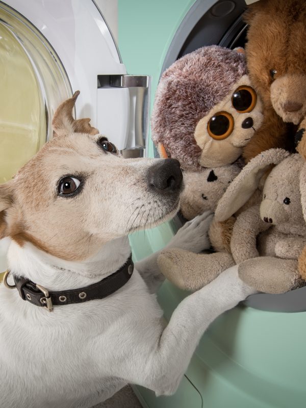 Best cleaning solutions for dog owners.