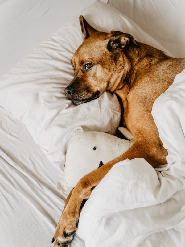 Top dog beds for calm and peaceful pups.