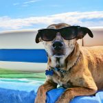 Dog-wearing-sunglasses-in summer